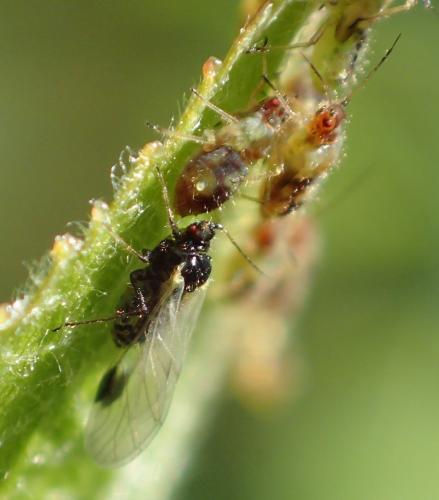 Chaitophorus populeti